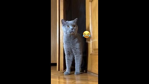 cat reaction