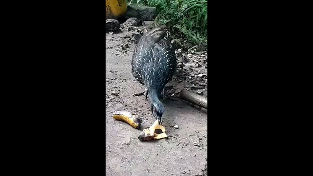 Jacu faminto devora deliciosa banana Jacuaçu, jacuguaçu, guans