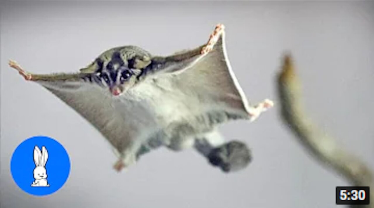 SUGAR GLIDERS Flying | Funny & Cute Compilation