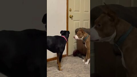 I’ll just ignore her. That will surely work.