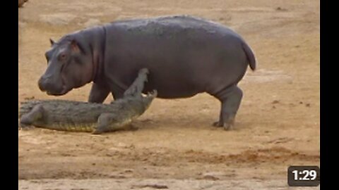 Young Hippo Tries to Play With Crocodile