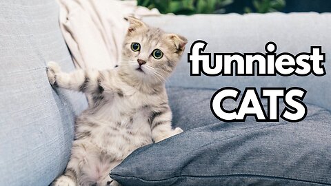 FUNNIEST CATS EVER