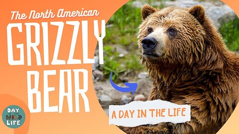 The Grizzly Bear - NOT The Cute & Cuddly Companion You Thought It Was!