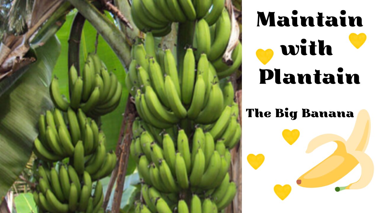 Maintain with Plantain - The Big Banana