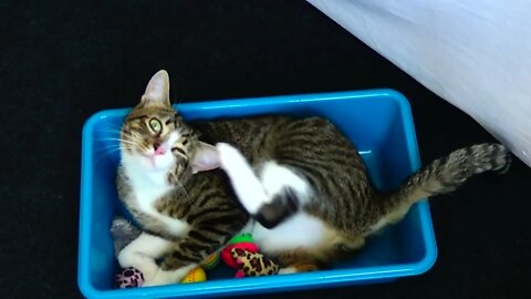 Kitten and His Toys