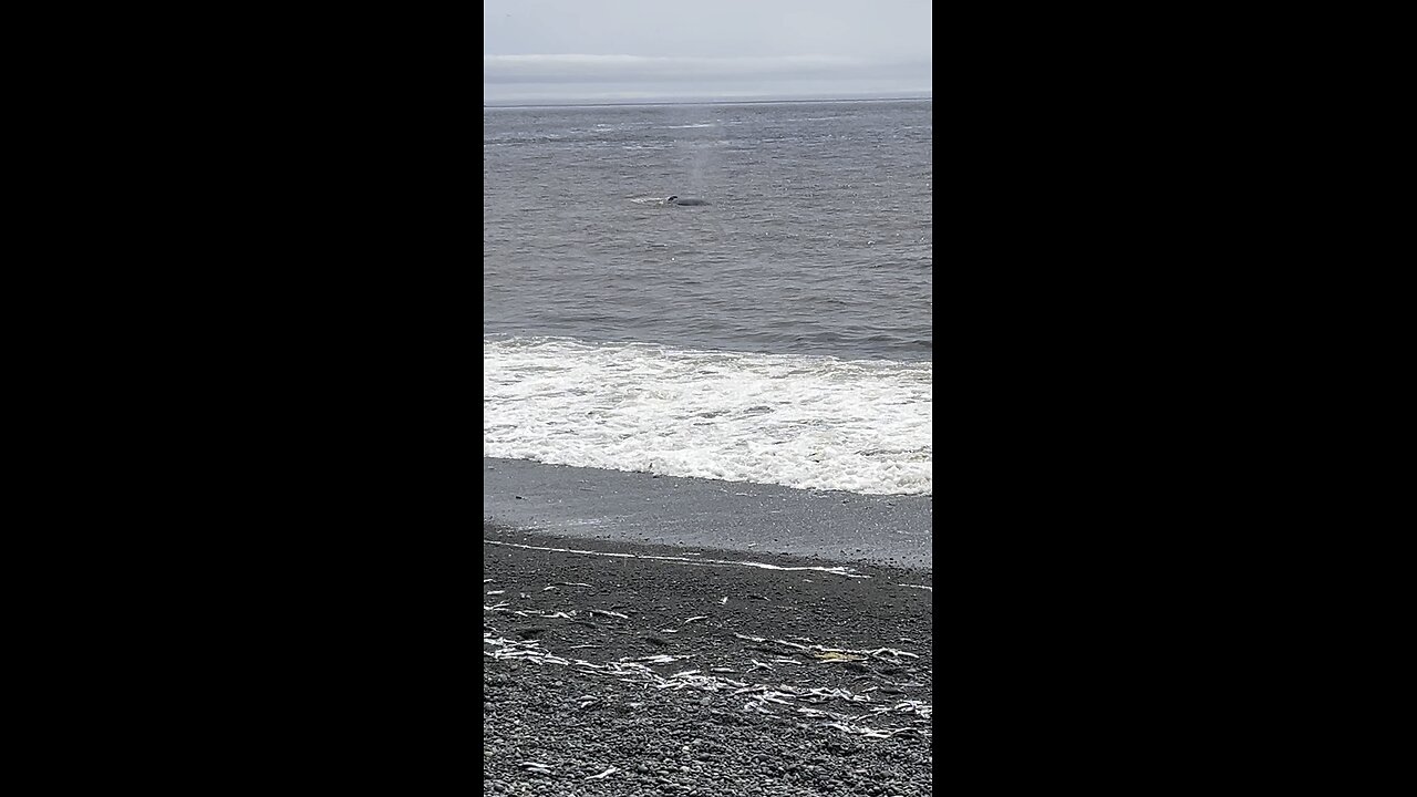 Whale sighting in St. Vincent’s, NL