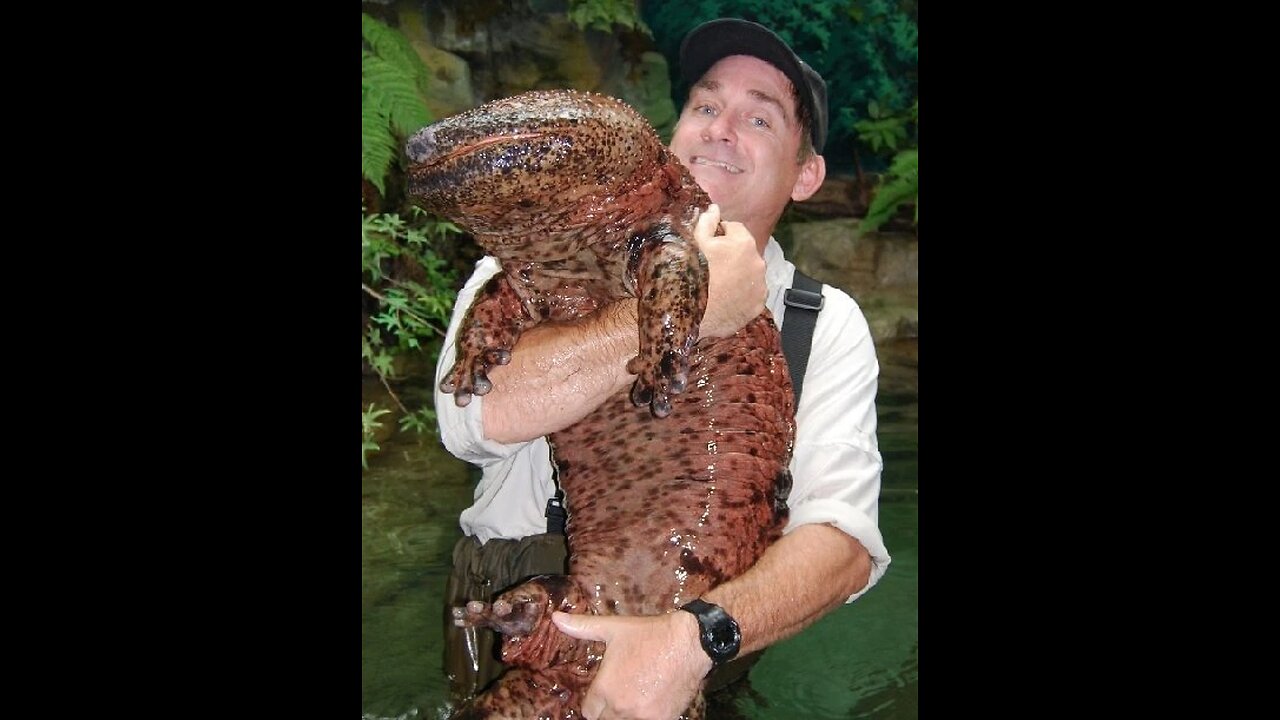 Trinity Alps Giant Salamander