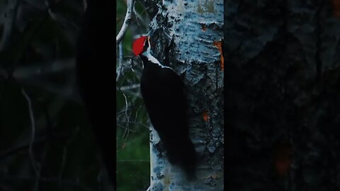 Colour Grading Woodpecker