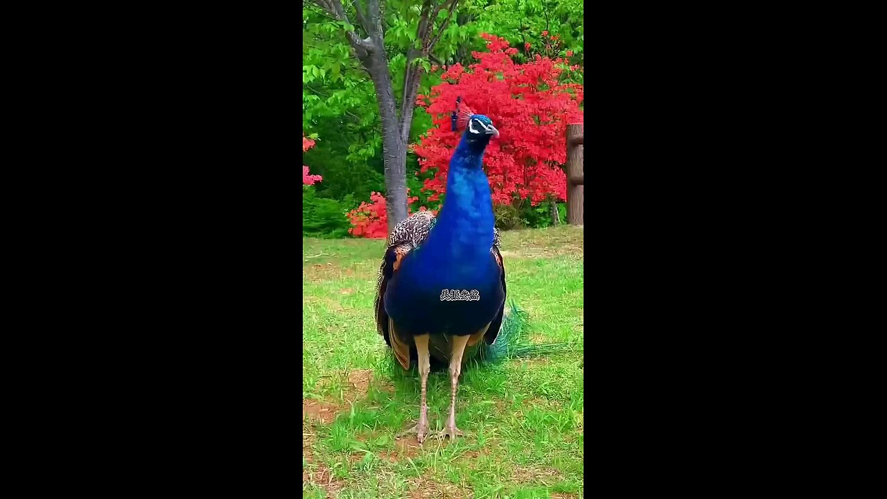 beautiful bird 1