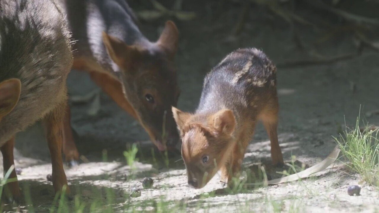 Pudu Fawn, One Of The World's Smallest Deer Species, Makes Its Debut At New York Zoo