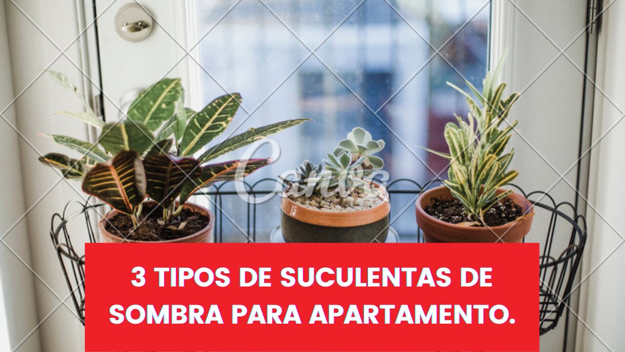 3 tipos de Suculentas de Sombra para apartamento.