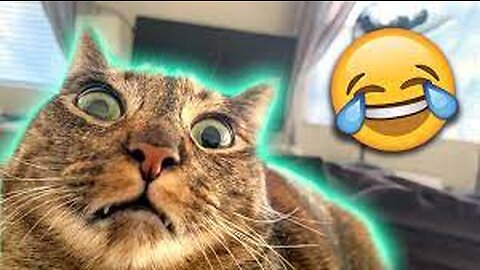 Funny Animal Videos 2023 🥰 - Funniest Dogs and Cats Videos 😁