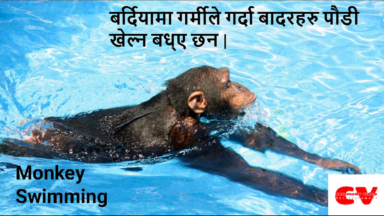 Funny Monkey Swimming On Men's Pools Due To Very Hot Temperature.