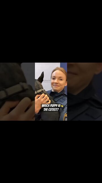 Which would you pick? #puppies #k9 #policek9 #belgianmalinois #workingdog