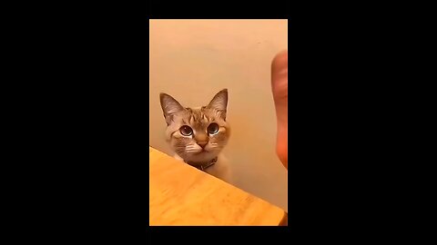 Funniest Cats 😹 - Don't try to hold back Laughter 😂