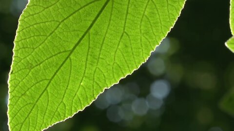 Beachfront B Roll Backlit Leaf Free to Use HD Stock Video Footage