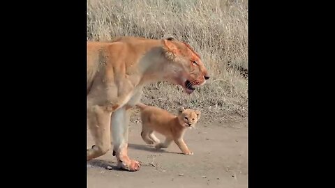 Cute baby lions🦁