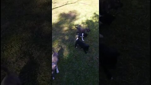 Pitty Pack Babies Playing