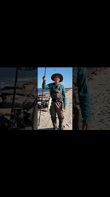 A lot of Shads at the Jetty!!