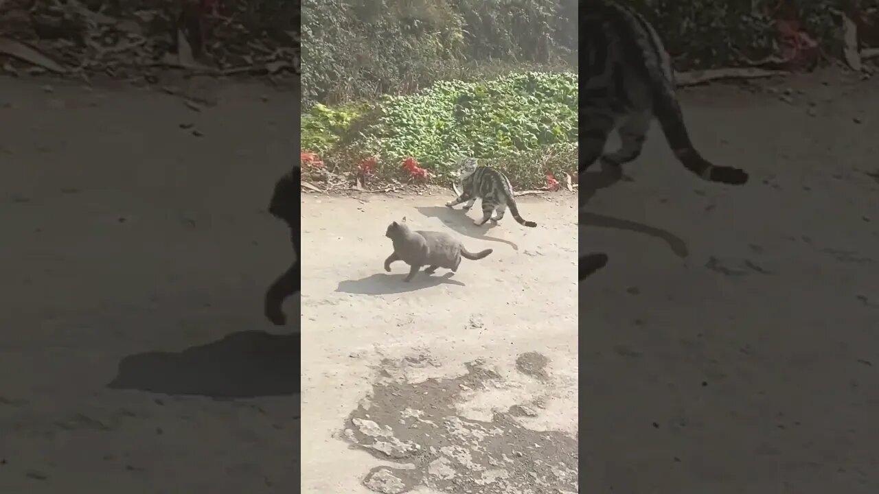 Funny cat fight #shorts #youtubeshorts #animals #cat