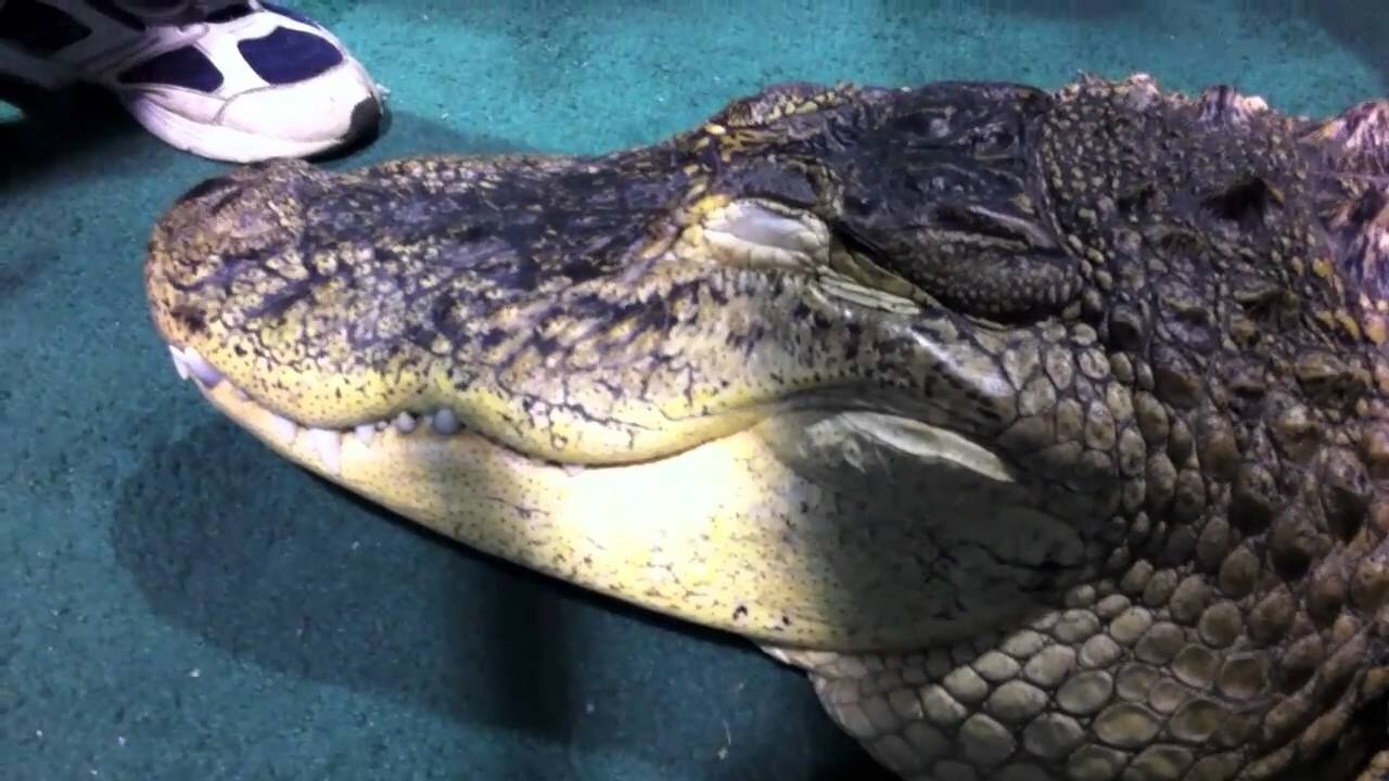 A tame Alligator - kids pet it! How can this be?