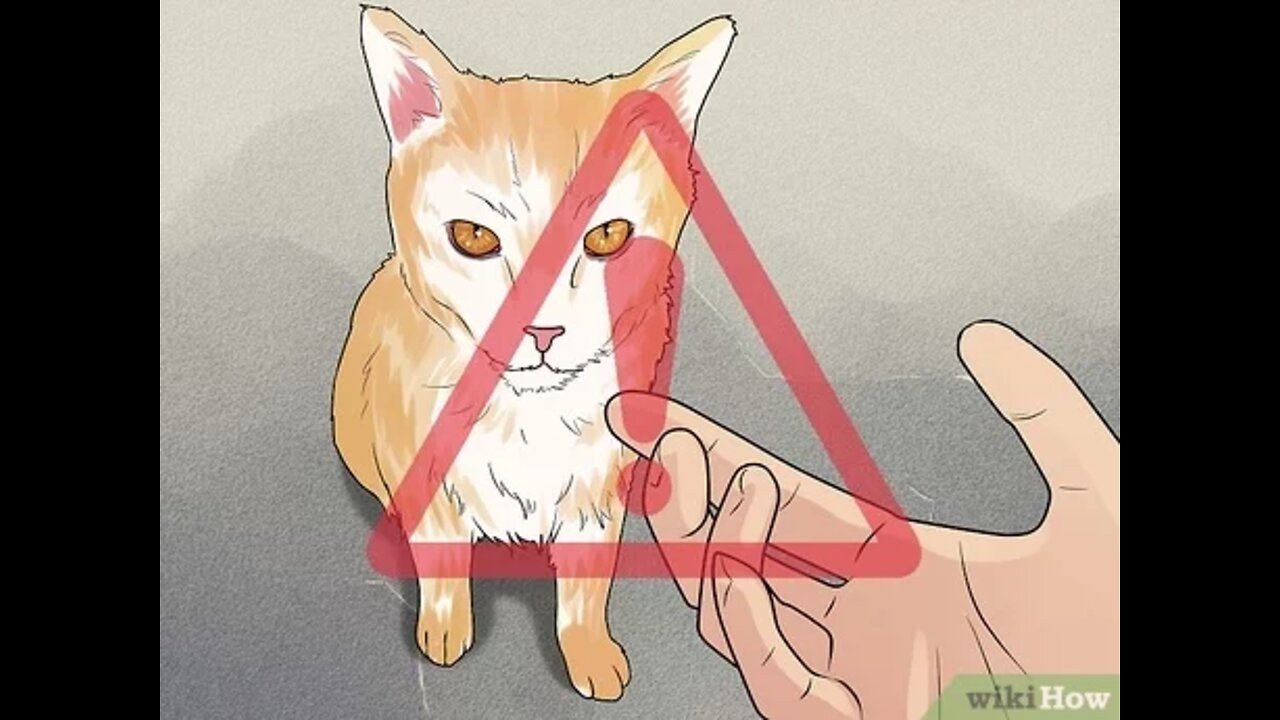 Treat a Cat Bite