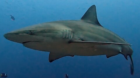 Sharks Circle Scuba Divers Extremely Closely in Galapagos Islands