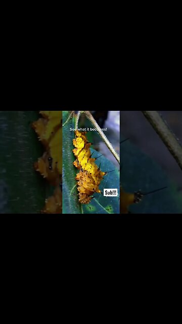 Amazing Jungle Caterpillar Transformation
