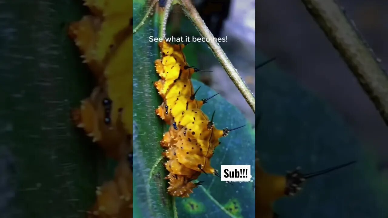 Amazing Jungle Caterpillar Transformation