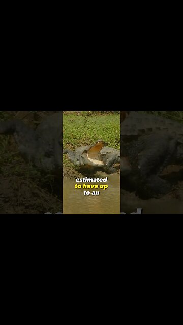 The Strongest Bite in the Animal Kingdom!