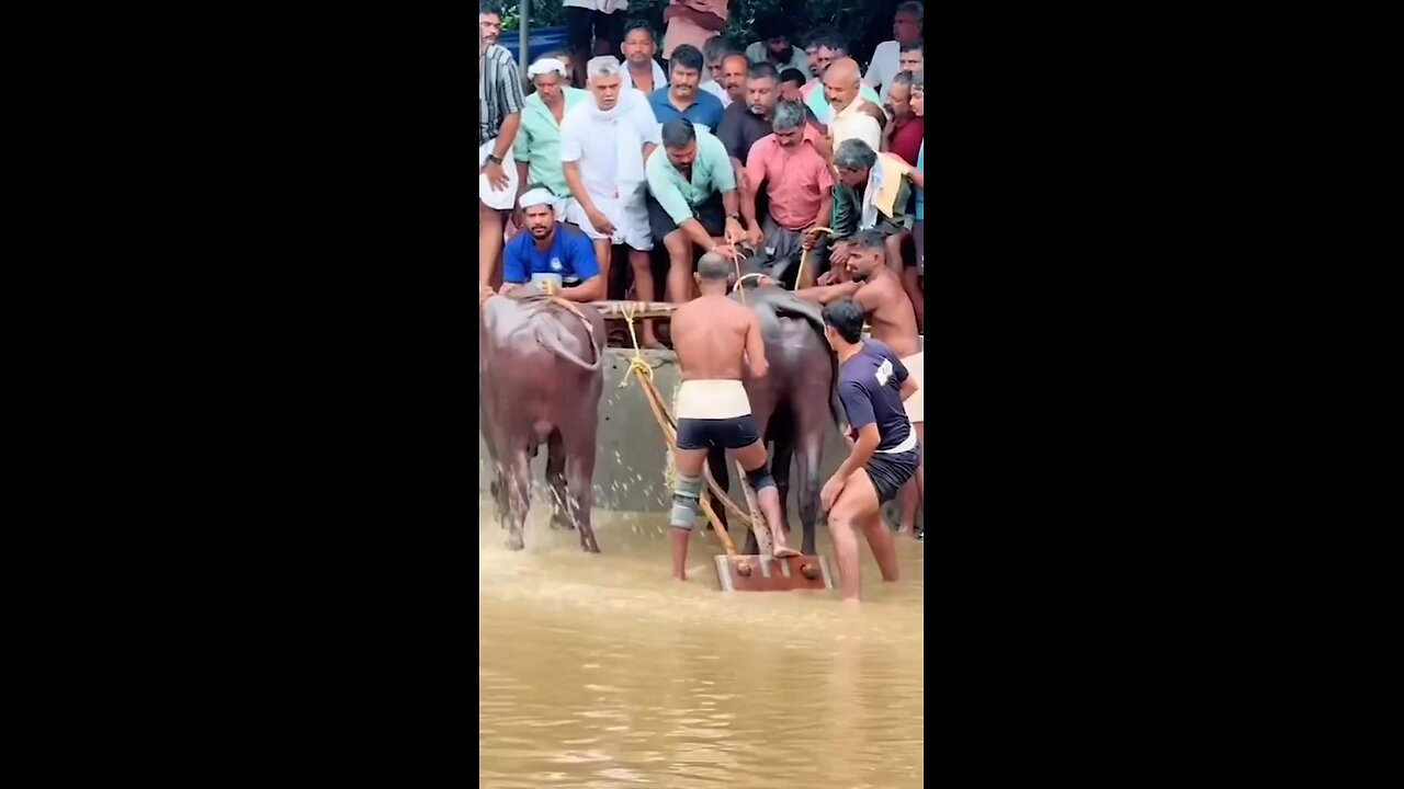 Bull racing games #shorts #viral