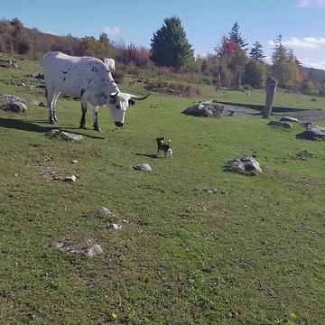 A Small Dog Tries To Get Into A Fight With A Giant Bull