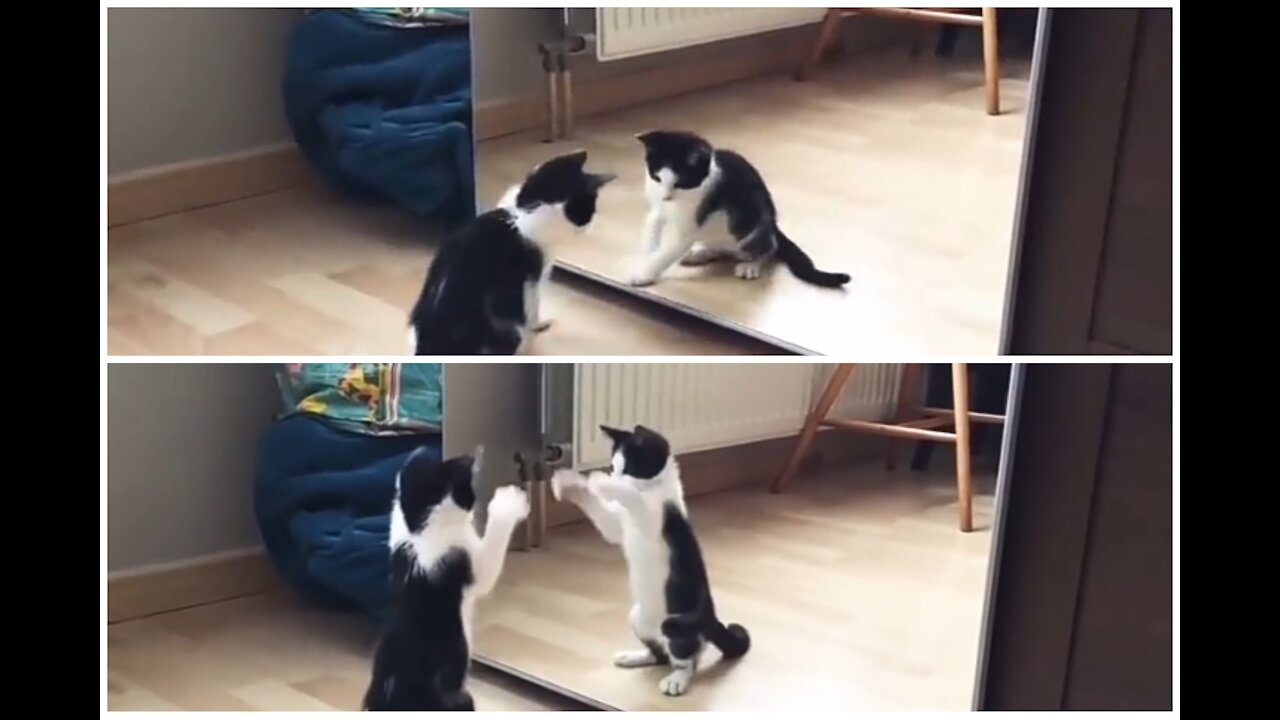 FUNNY CAT AND MIRROR VIDEO ALL MOMENT FUNNY