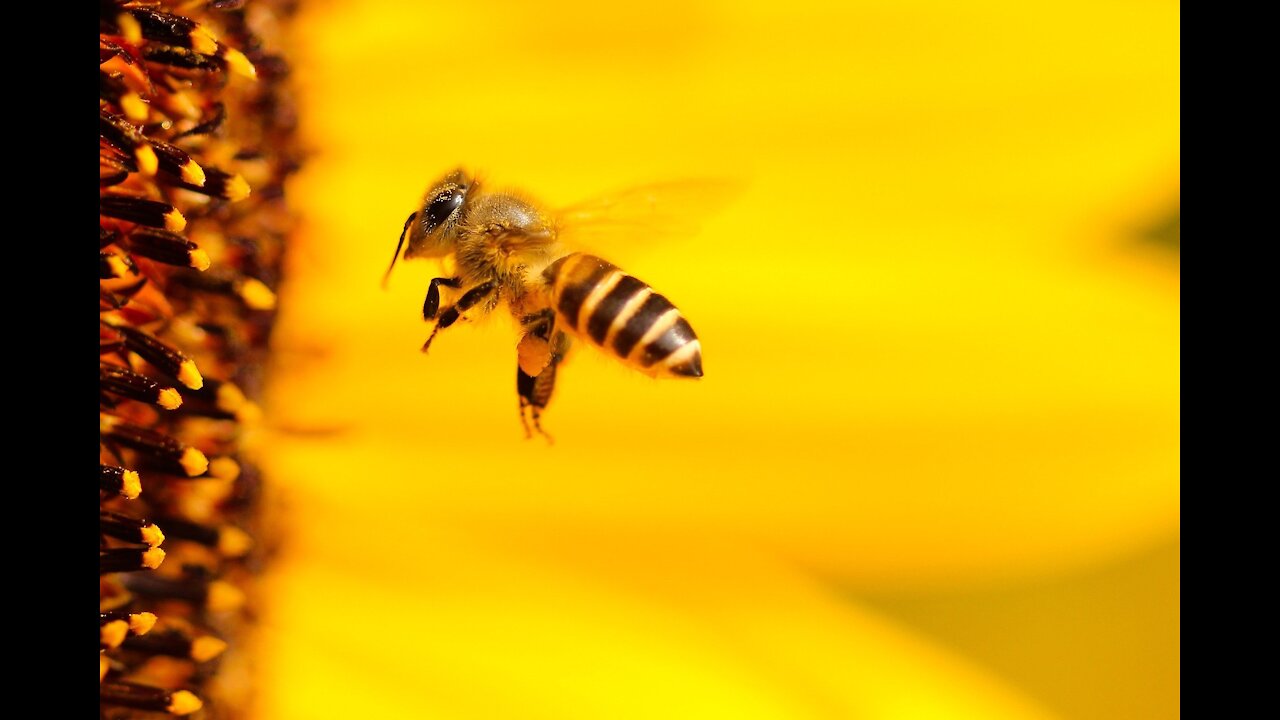 Bumble bee flying Slow motion | Kingdom animalia