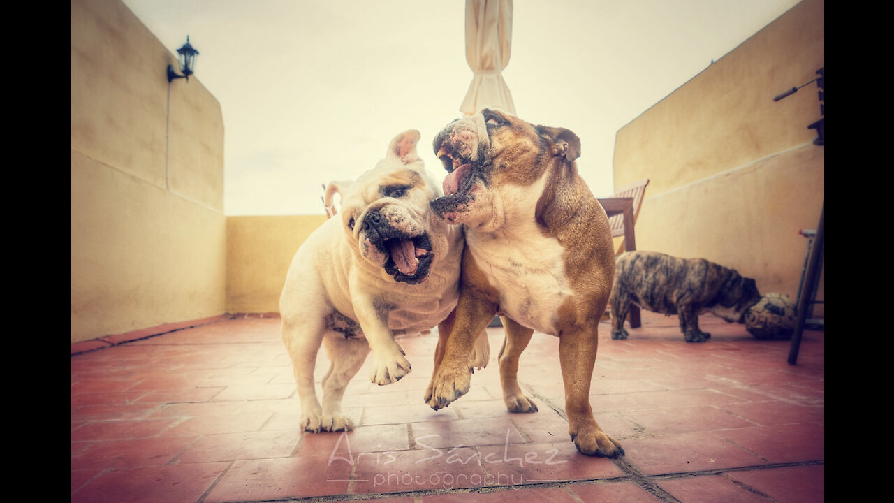 Funny dog playing Dog jumping towards