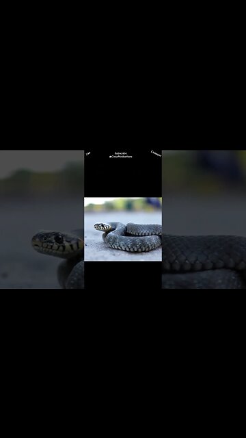 Cold blooded is not the best way to describe reptiles #reptiles #snakes #shorts