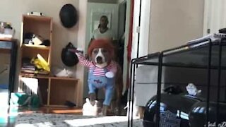 Un chien déguisé en Chucky pour Halloween