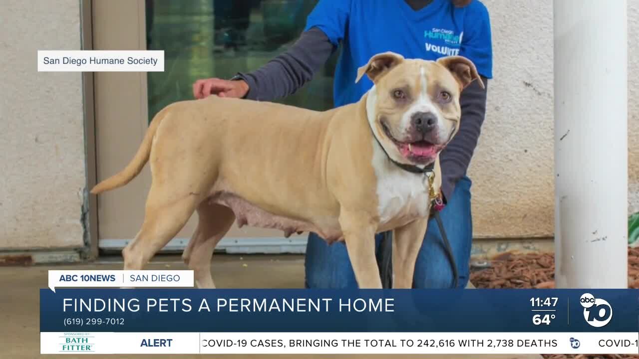 Pet of the Week: Karma