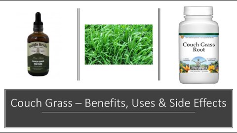 Couch Grass Benefits - Herbal Medicine