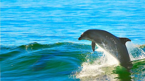 filming dolphins!