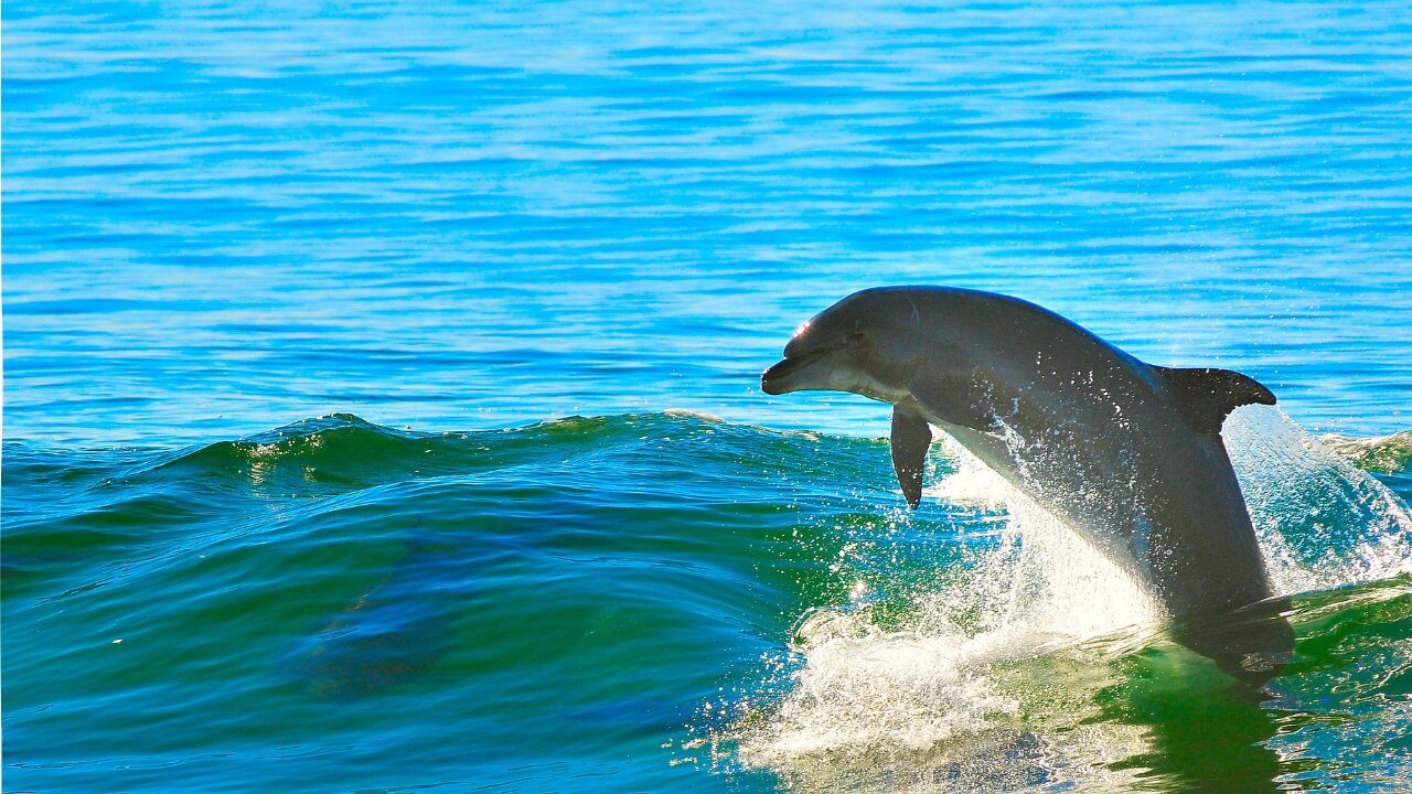 filming dolphins!