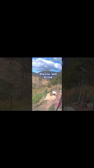 A goose and his dog 💕#maremma #freerange #geese #livestockguardiandog