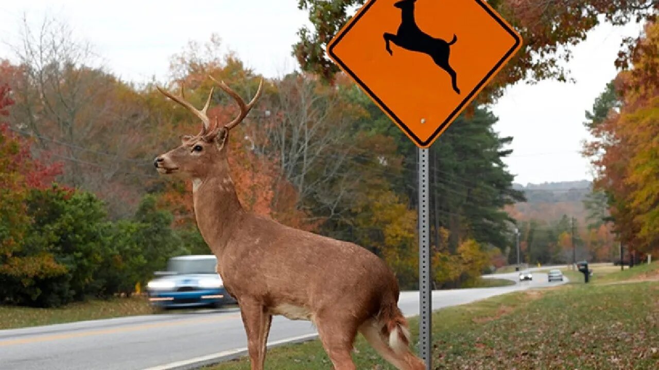 Will Bucks cross a road in daylight?