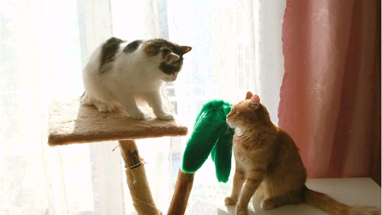 Super Funny Cat Pet Videos! These Cats/ Pets Will Make You Laugh. Enjoyable funny pets! Enjoy