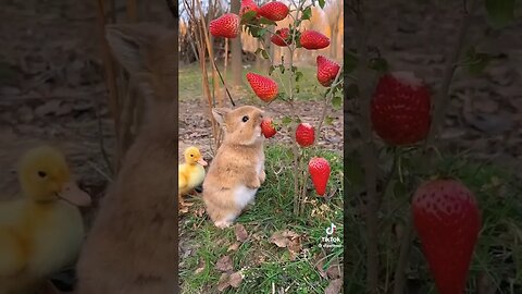 Cute rabbit with duckling!!