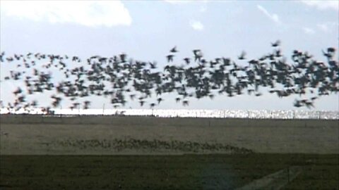 Massive group of birds taking off