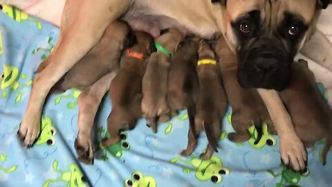 LonelyCreek Finny. Three wks old
