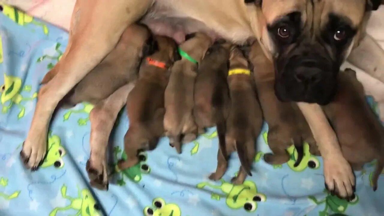 LonelyCreek Finny. Three wks old