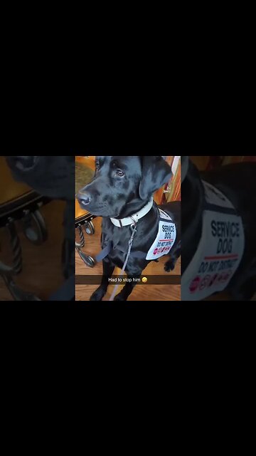 Dog was ready to howl 🤣😂 #dog #shorts