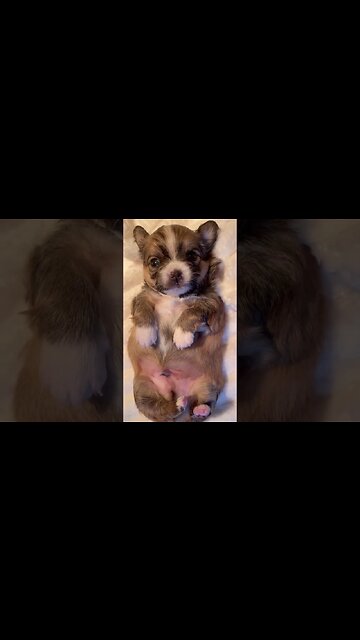 Brrr too cold to let anyone outside - Indoor poop day - lol - #cutevideo of #koby #CuteKoby